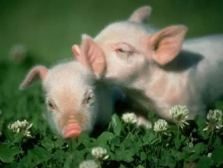 Chanchitos bebé animados tiernos - Imagui