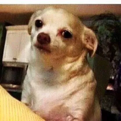 mmmm perro chistoso risa jaja meme | Hilarious | Pinterest | Meme mmmm perro chistoso risa jaja meme | Hilarious | Pinterest | Meme