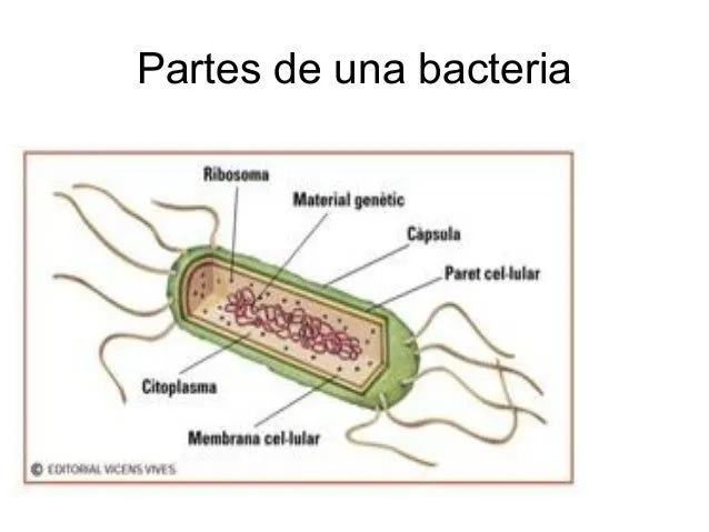 mnerasprotistas-y-hongos-3-638 ...