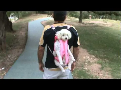 mochila Dogpack para transportar perros mascotas - YouTube mochila Dogpack para transportar perros mascotas - YouTube