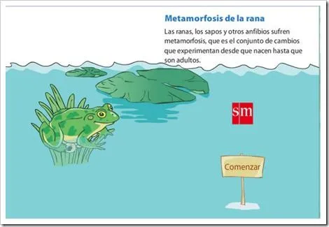 MOCHILA DE LOS SERES VIVOS - CBC/5º y 6º PRIMARIA: 3. ANIMALES QUE ...