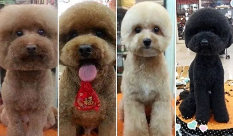 Nueva moda en cortes de pelo para perros! - El Gancho Nueva moda en cortes de pelo para perros! - El Gancho