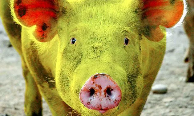 La moda al día: mascotas fluor - Disorder.cl Magazine » Disorder ... La moda al día: mascotas fluor - Disorder.cl Magazine » Disorder ...