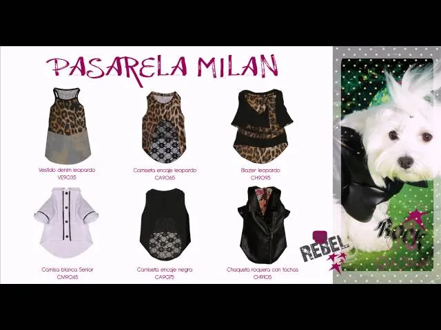 MODA PARA PERROS SIUI CLOSET - YouTube