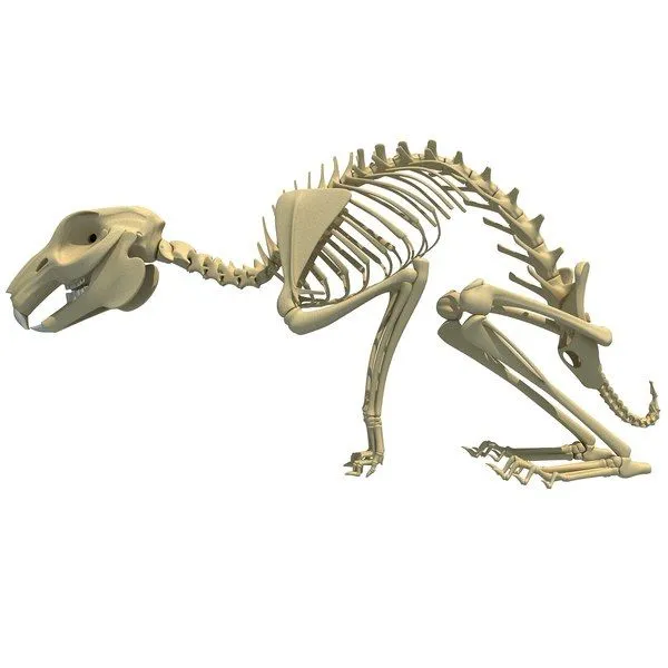 modelo 3d Esqueleto de conejo - TurboSquid 1027838 modelo 3d Esqueleto de conejo - TurboSquid 1027838