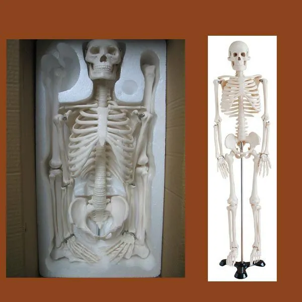 Modelo de esqueleto humano 45 cm-Ciencia Médica-Identificación del ...