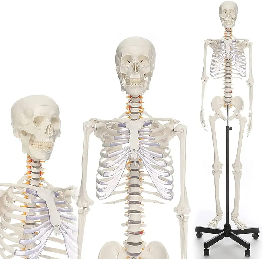 Modelo de Esqueleto Humano Completo 170 cm Modelo de Esqueleto Humano de anatomía de tamaño Real Esqueleto Humano médico con Soporte rodante para enseñanza y Estudio de anatomía : Amazon.com.mx: Hogar y Modelo de Esqueleto Humano Completo 170 cm Modelo de Esqueleto Humano de anatomía de tamaño Real Esqueleto Humano médico con Soporte rodante para enseñanza y Estudio de anatomía : Amazon.com.mx: Hogar y