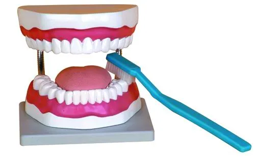 Modelo de higiene bucal ( modelo anatómico, modelo educativo ...