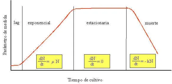 Modelo matemático del crecimiento de bacterias - Monografias.