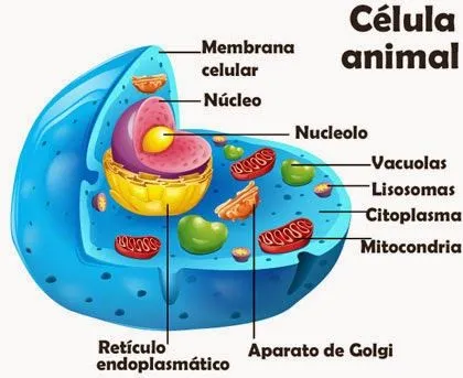 Modelos didácticos de enseñanza: La célula, estructura y función. Modelos didácticos de enseñanza: La célula, estructura y función.