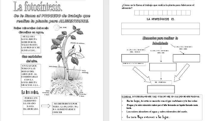 Modelos didácticos para primaria: Las plantas.Aplicamos técnicas ...