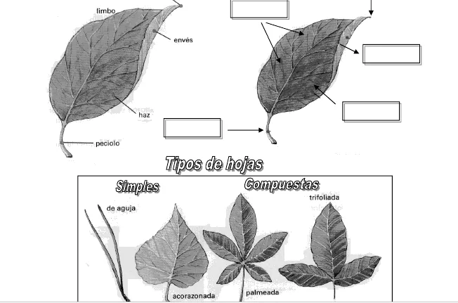 Modelos didácticos para primaria: Las plantas.Aplicamos técnicas ... Modelos didácticos para primaria: Las plantas.Aplicamos técnicas ...