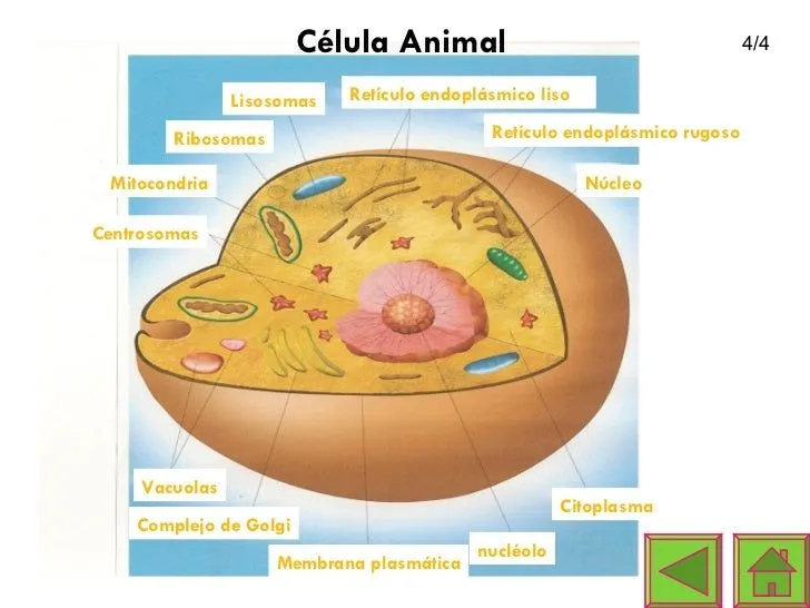 Módulo Instruccional - Las células