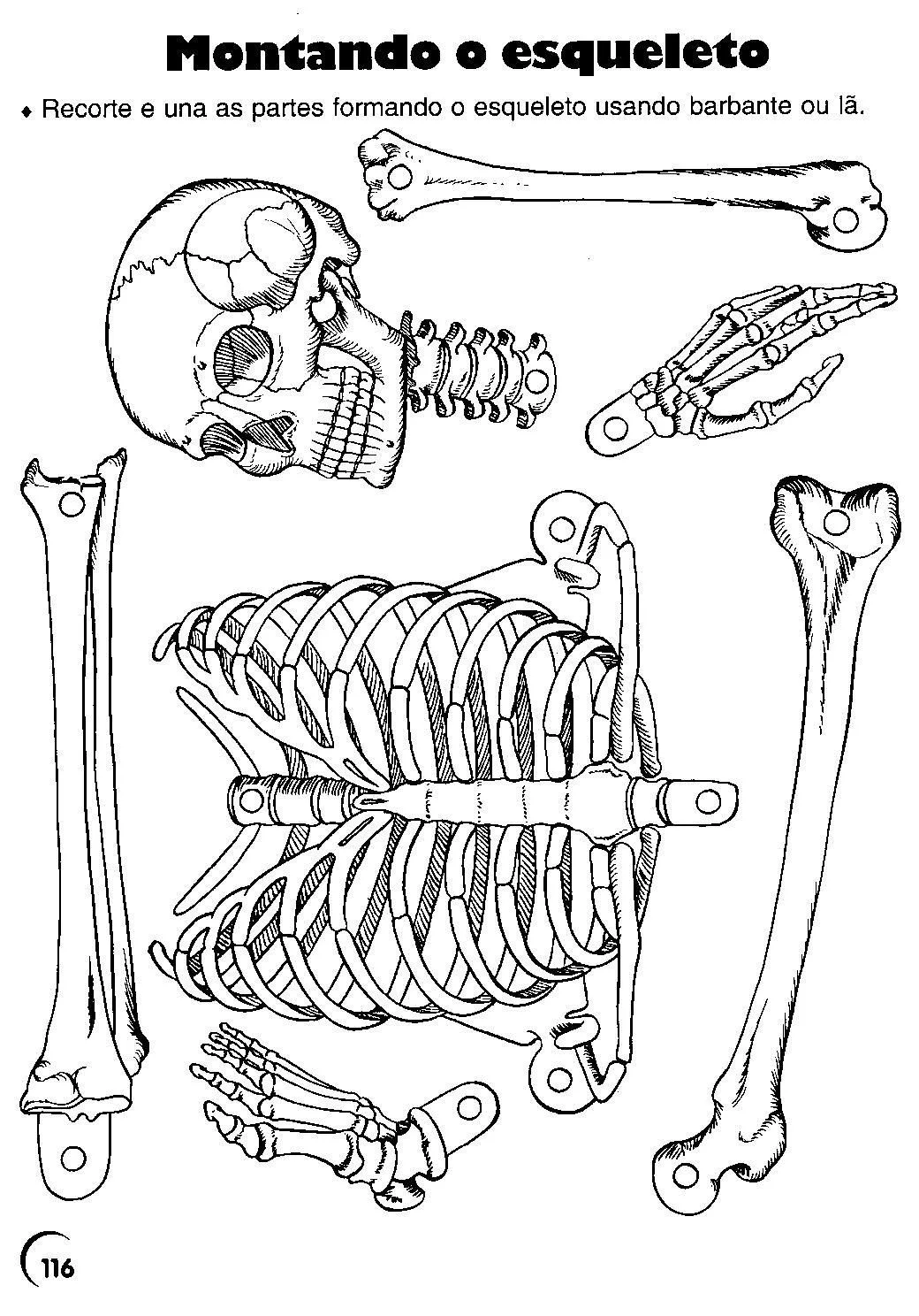 molde calavera imprimir - Sök på Google | Atividade corpo humano, Corpo  humano, Ossos do corpo humano