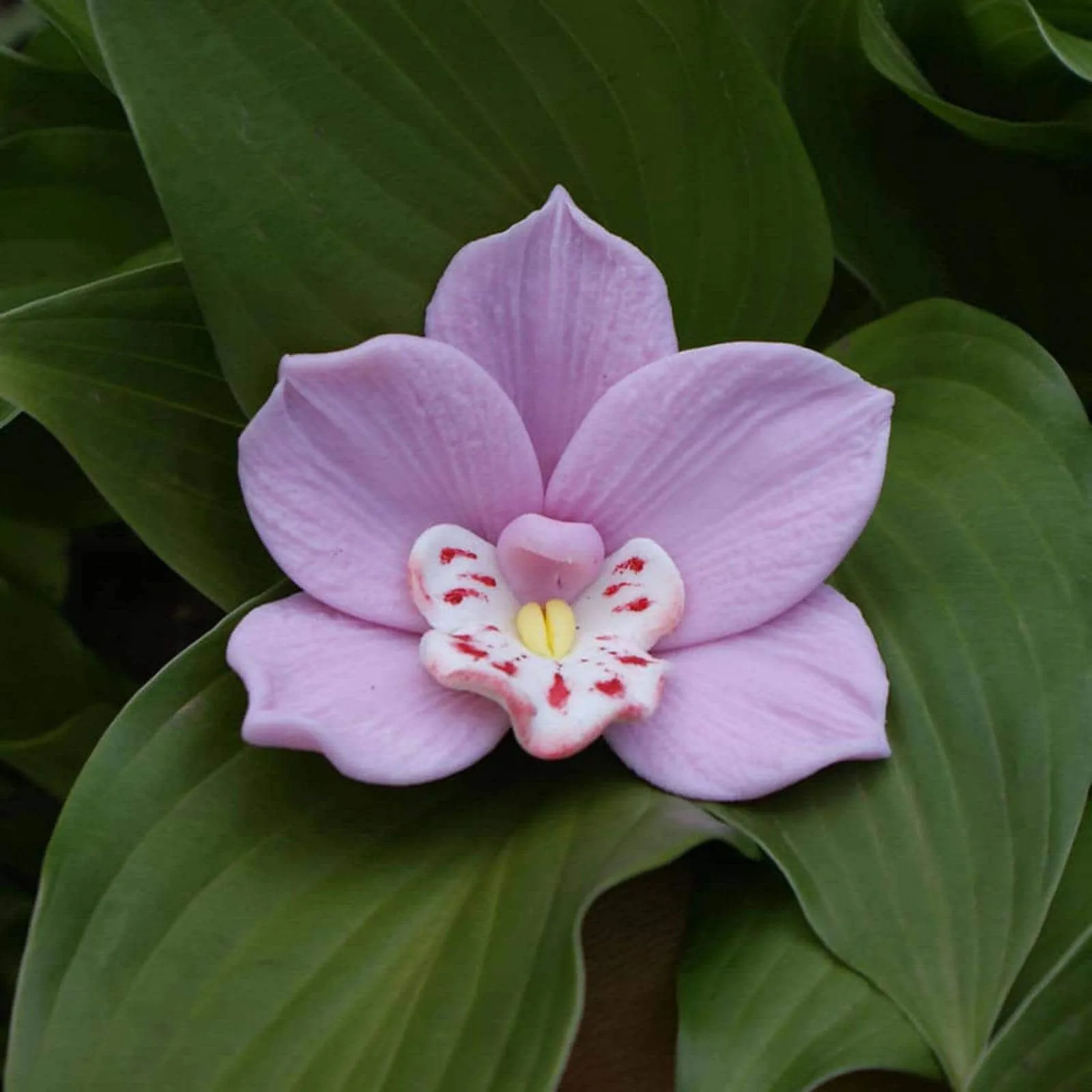 Molde de orquídea 3d - Etsy México Molde de orquídea 3d - Etsy México
