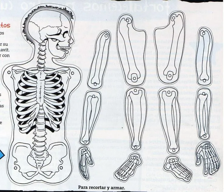 Proyectos que intentar on Pinterest | Spanish, Respiratory System ...