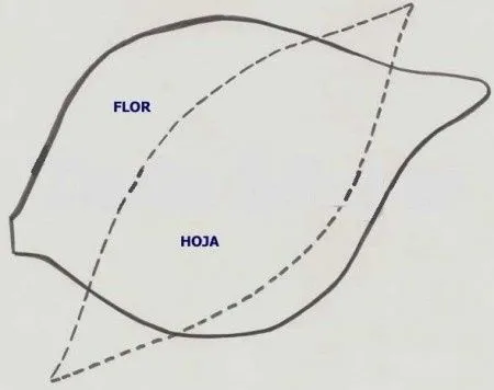 Molde para hacer una cala - Imagui