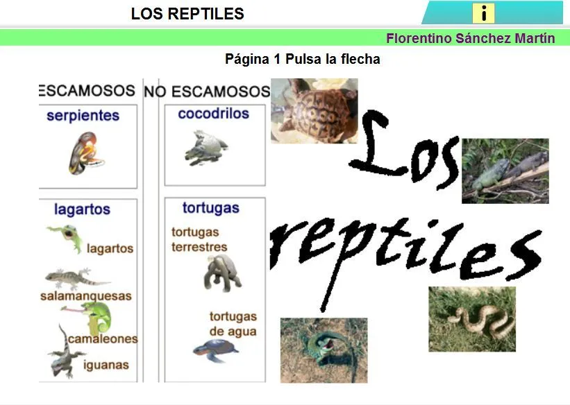MOLINILLOS DE COLORES: LOS REPTILES
