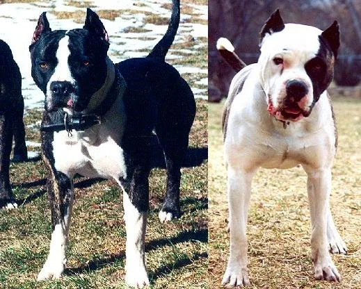 Molosos y Perros de Presa: El bandog: