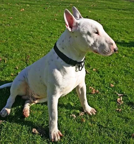 Molosos y Perros de Presa: Los terrier tipo bull