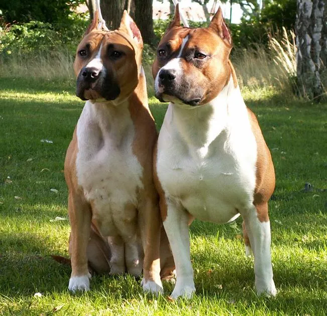 Molosos y Perros de Presa: Los terrier tipo bull Molosos y Perros de Presa: Los terrier tipo bull
