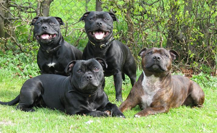Molosos y Perros de Presa: Los terrier tipo bull Molosos y Perros de Presa: Los terrier tipo bull