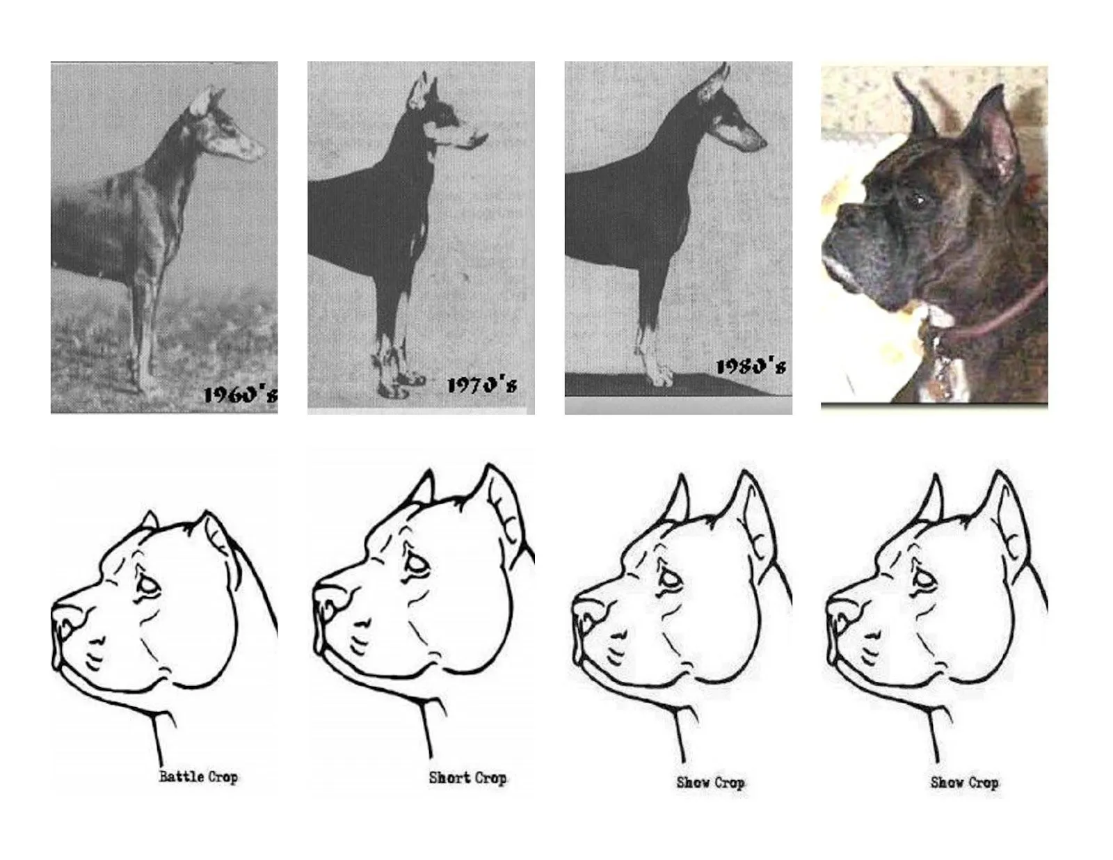 Molosos y Terriers": El blog: BENEFICIOS DEL CORTE DE OREJAS