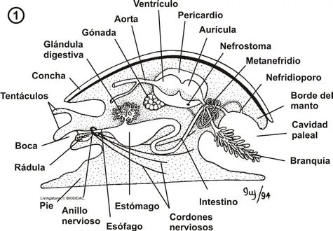 Moluscos. Características generales