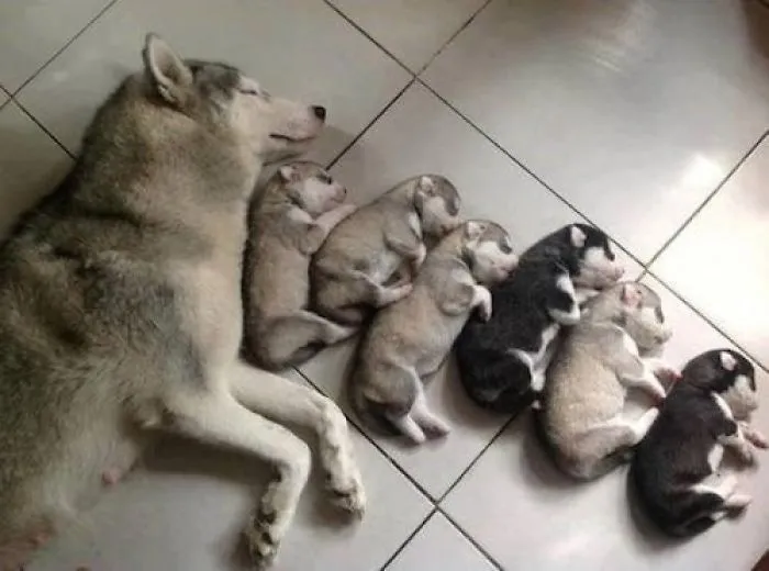 Momentos mas bellos de la parentalidad en el reino animal Momentos mas bellos de la parentalidad en el reino animal