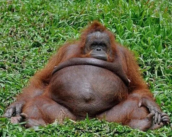 Fotos de orangutanes feos - Imagui