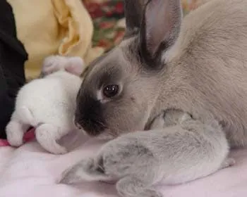 MommaBunbun: Gazapos 1, recién nacidos!
