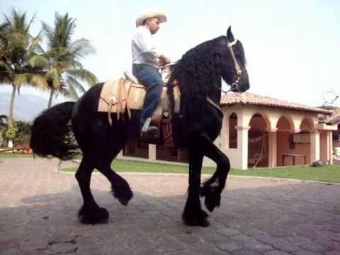EL MONARCA FRISIAN - YouTube