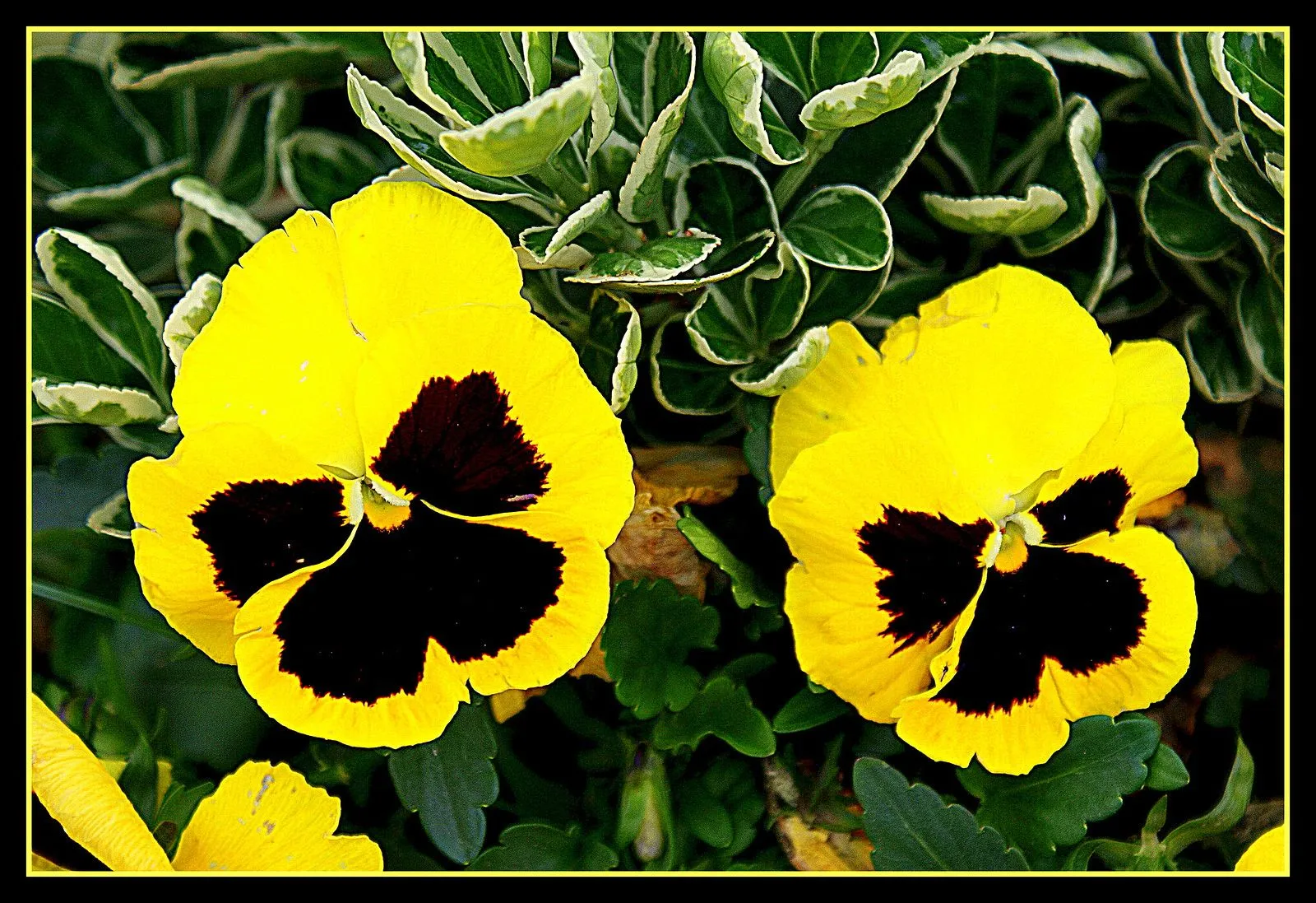 MOñAS DE LUTO | TODO PARA FACEBOOK IMAGENES PARA FACEBOOK ...