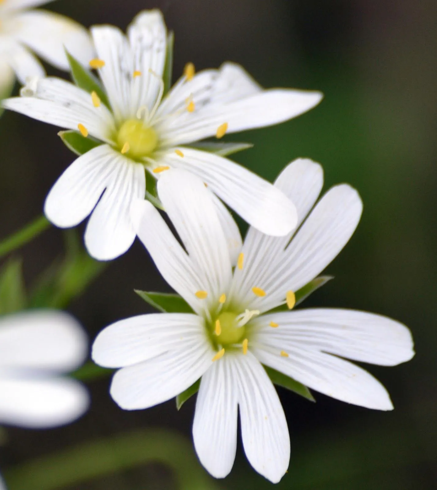 EN EL MONCAYO: Estrellada (Stellaria holostea) EN EL MONCAYO: Estrellada (Stellaria holostea)