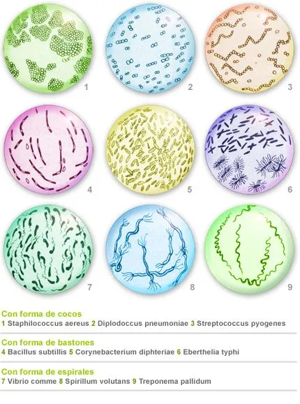 Mónica_Biología: Trabajo de Biología (tercer trimestre)