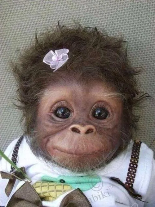 Memes de changuitas - Imagui