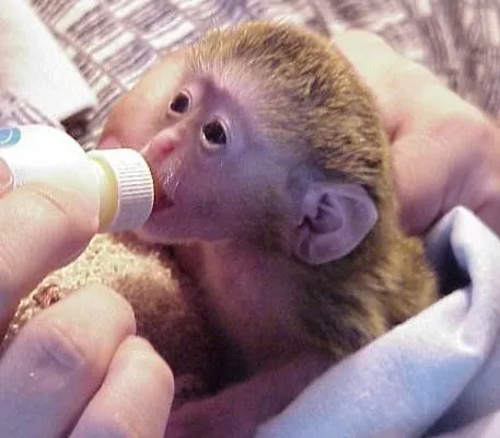 monito-bebe-biberon | Flickr - Photo Sharing! monito-bebe-biberon | Flickr - Photo Sharing!
