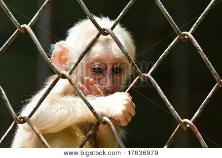 Monito triste Fotos stock e Imágenes stock | Bigstock Monito triste Fotos stock e Imágenes stock | Bigstock