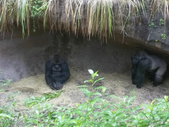 monitos - Picture of Walt Disney World, Orlando - TripAdvisor