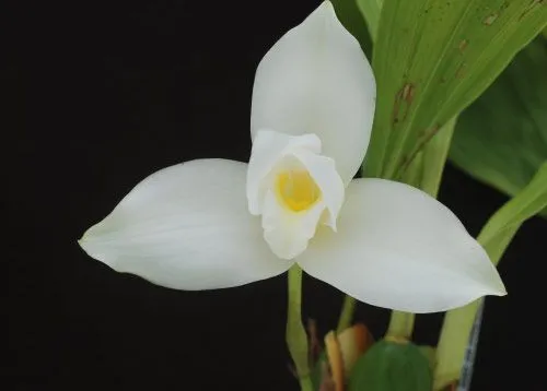 Monja Blanca, flor nacional de Guatemala - DEGUATE.com Monja Blanca, flor nacional de Guatemala - DEGUATE.com