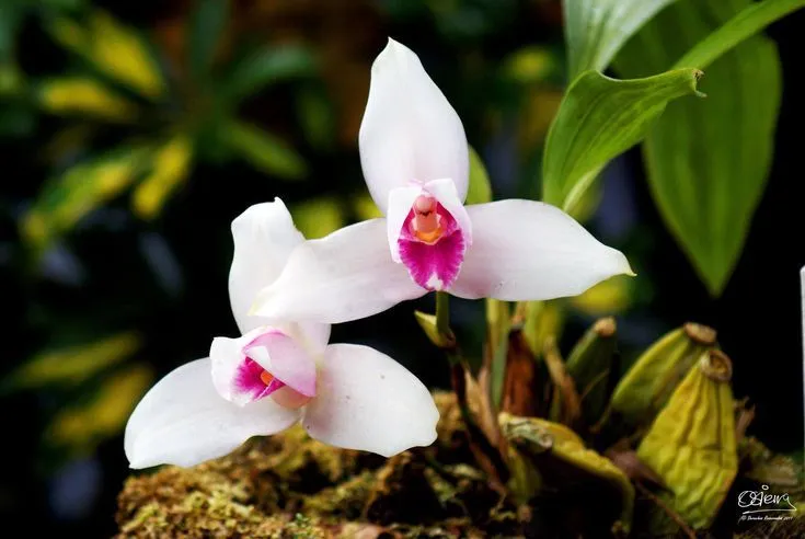 La Monja Blanca | Guate | Pinterest