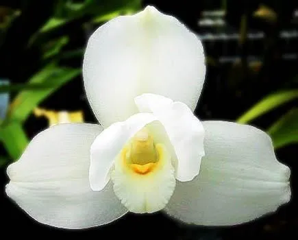 Monja Blanca nombre de esta hermosa orquidea, símbolo patrio ...