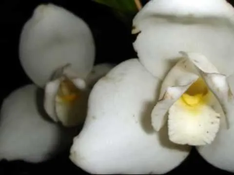 LA MONJA BLANCA.wmv - YouTube