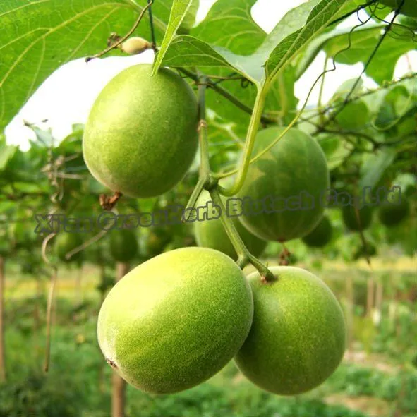 Monk Fruit polvo de extracto / Mogrosides V 25%, 30%, 45%-Extracto ... Monk Fruit polvo de extracto / Mogrosides V 25%, 30%, 45%-Extracto ...