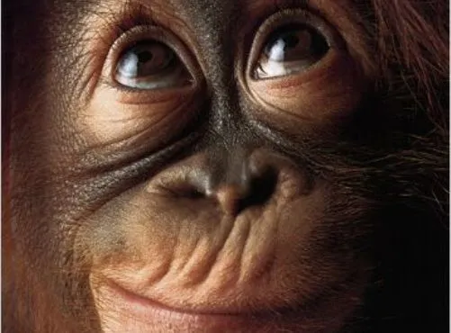monkey.jpg