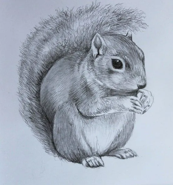 Mono ardilla dibujo Original mano dibujado a lápiz por Kaysarts Mono ardilla dibujo Original mano dibujado a lápiz por Kaysarts