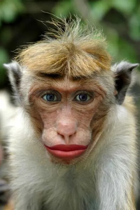 Mono Con los Labios Pintados - Imagenes de Animales Graciosos ... Mono Con los Labios Pintados - Imagenes de Animales Graciosos ...