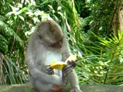Mono menjan platano - YouTube