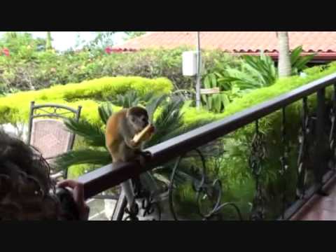 Mono Tití comiendo plátano en El Parador de Manuel Antonio (Costa ... Mono Tití comiendo plátano en El Parador de Manuel Antonio (Costa ...