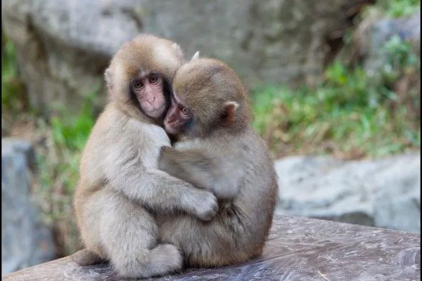 Monos abrazados (42411)
